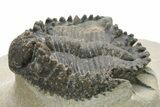 Bargain, Akantharges Trilobite - Tinejdad, Morocco #225847-2
